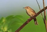 House Wren